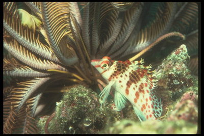 Тигровая риба у морських рослинах
