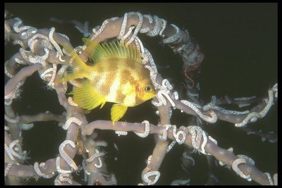 Yellow fish with brown stripes of marine plants