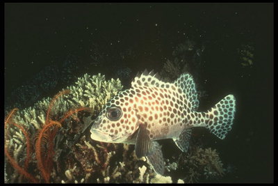 Плямиста морська рибка їсть водорості, ідеальний акваріумний експонат
