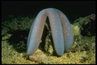 Fat sea dweller during sleep on the ocean floor