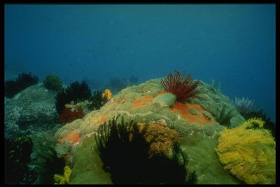 The bottom of the ocean, teeming life of peaceful and aggressive species of plants and animals