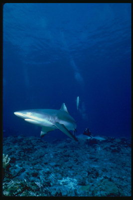Shark attiecīgajā jūras dziļumā