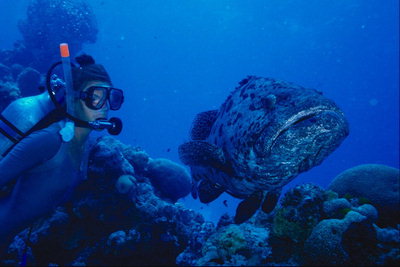 Diver плува в близост до големите риби