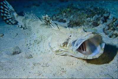 Дълги риба на морето пода с отворена уста