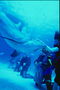 Аквалангіста плавають разом з дельфинах
