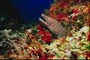 Довга коричнева риба з білими плямами серед морських рослин на дні