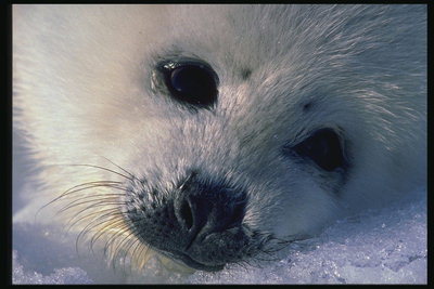 Большие черные глаза ребенка тюленя