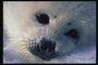 Большие черные глаза ребенка тюленя