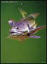 Риба із супутником на голові з металу