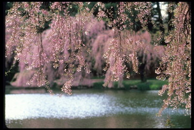 Японская вишня сакура - цвет сакуры в парке Нью-Йорка 