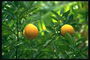 Апельсиновий дерево