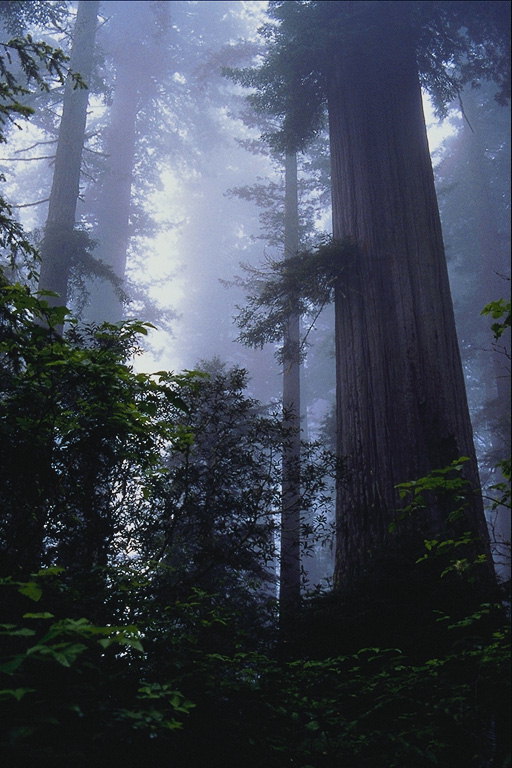 Ліс у тумані