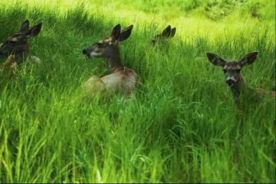 Deer dans l\'herbe