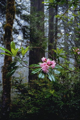 La succursale de brousse avec fleur rose dissous