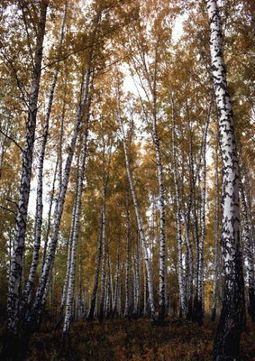 가을. 버치 그루브. 노란 나무에 나뭇잎