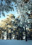 Зимовий ліс. Гілки дерев закутані сніжними одягом