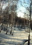 Зима. Листяний ліс в снігу