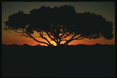 日落，沙漠，单树