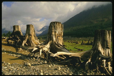 Dead kuilut puiden