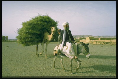 Mies, autiomaa, kameli