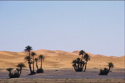 沙地景观