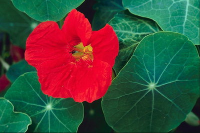 Квітка червоного кольору з круглими широкими листям