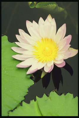 Water lily rosas.