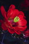 Квітка червоного кольору з салатовим тичінкамі