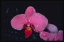 Рожева орхідея у росі.