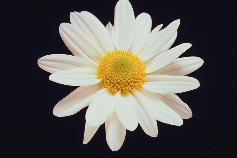 Квітка білий з сонячно-жовтою серцевиною
