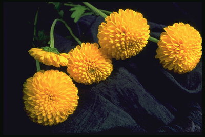 Orange flowers, dandelion.