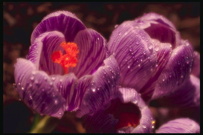 Crocus buds liliac, cu o strălucitoare violet nervate exprimate în picături de rouă.