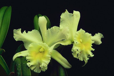 Pale galben orhidee pe fond negru.