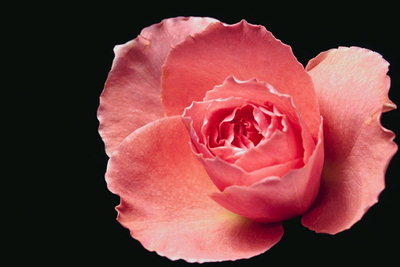 Bud of orange-pink roses.