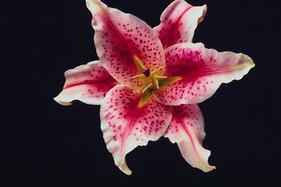 Tiger Lily, de culoare roz.