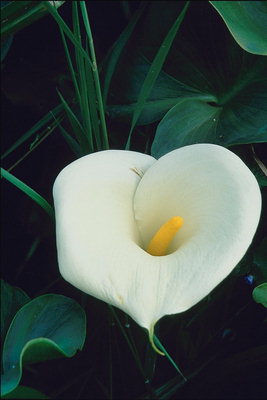 Composition of white calla and dark green leaves.
