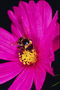 Рожева ромашка з пилком на пелюстках і бджілка.