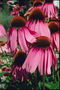 Квітка з довгими рожевими пелюстками
