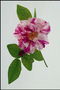 Гілка квітки шипшини з яскраво-вираженими рожевими жилками