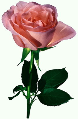 Троянда кремово-рожевого кольору.