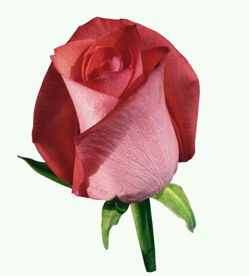 Boboc de trandafir de culoare roşie, cu petalele catifelat.
