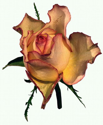 Троянда цегляного кольору з хвилястих краями пелюсток.