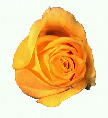 Ярко-оранжевая роза