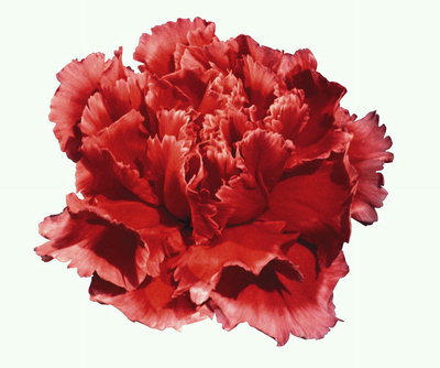 Bud dari api-merah anyelir.