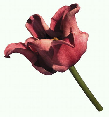 Tulip caramida de culoare.