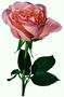 Троянда кремово-рожевого кольору.