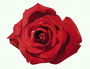 Вогненно-червона квітка троянди.
