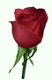 Бутон троянди червоної з легка хвилястих краями пелюсток.