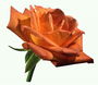 Бутон помаранчевої троянди на коротенький ніжці.