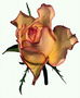 Троянда цегляного кольору з хвилястих краями пелюсток.